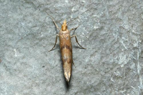 Réf. 269 165 : Ypsolopha sylvella